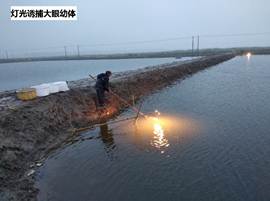 说明: 灯光诱捕大眼幼体