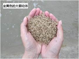 说明: 金黄色的大眼幼体