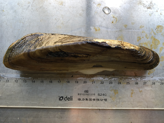 淡水中心首次突破橄榄蛏蚌全人工繁育关键技术